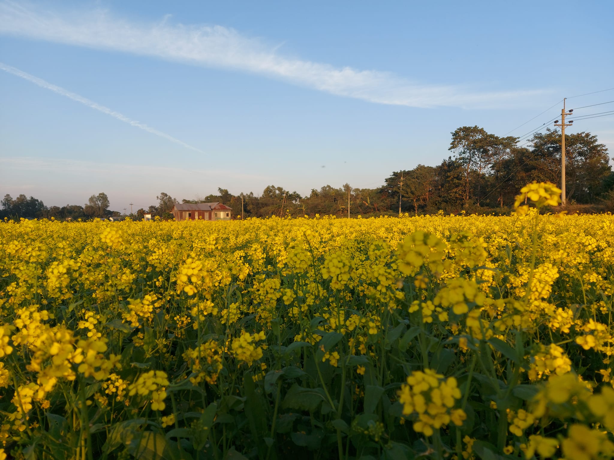 Picture of a mustard field